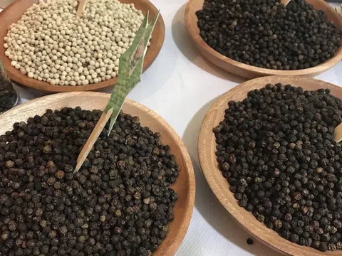 Giá tiêu hôm nay 20/12/2025: Ổn định cả trong nước và nước ngoài