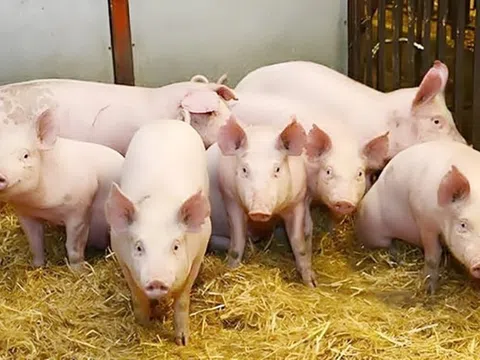 Giá heo hơi hôm nay 20/12/2025: Tiếp tục đi lên, 69.000 đồng/kg là mức cao nhất được ghi nhận