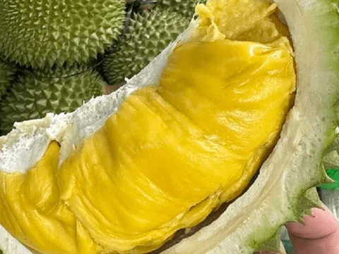 Giá sầu riêng hôm nay 20/12/2025: Bật tăng trở lại, sầu Thái loại A chạm mốc 100.000 đồng/kg