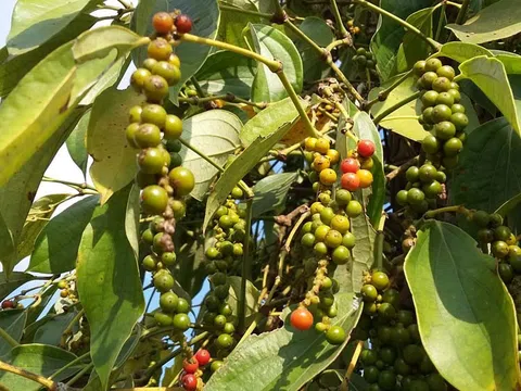 Giá tiêu hôm nay 22/12/2025: Hồ tiêu neo cao ở mức 149.000 đồng/kg