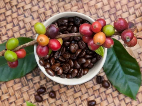 Giá cà phê hôm nay 22/12/2025: Trong nước đi ngang, thế giới biến động trái chiều