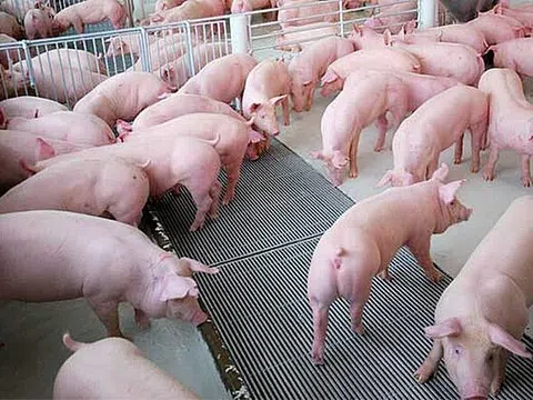 Giá heo hơi hôm nay 22/12/2025: Neo cao ở miền Bắc, miền Nam vẫn thấp nhất cả nước