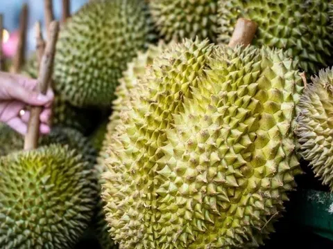 Giá sầu riêng hôm nay 22/12/2025: Sầu Thái bật tăng lên mức 105.000 đồng/kg