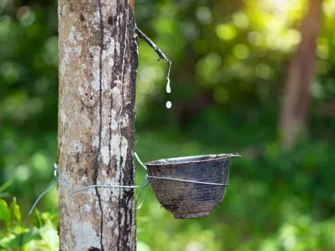 Giá cao su hôm nay 24/12/2025: Thị trường khởi sắc