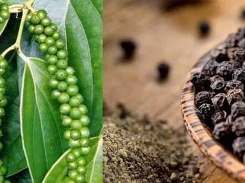 Giá tiêu hôm nay 26/12/2025: Nối dài đà tăng, một số địa phương vượt mốc 150.000 đồng/kg