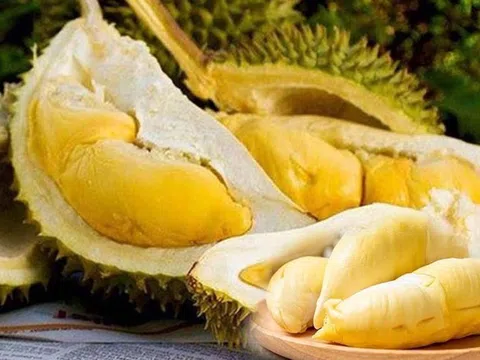 Giá sầu riêng hôm nay 26/12/2025: Sầu Thái loại A giảm sâu 15.000 đồng/kg