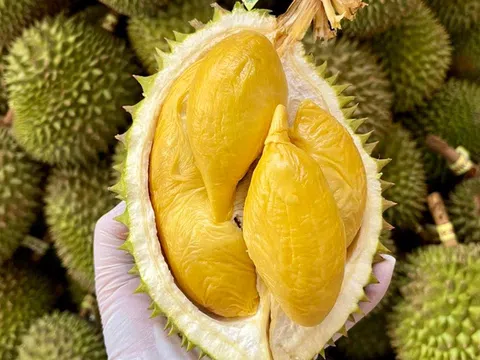 Giá sầu riêng hôm nay 27/12/2025: Sầu riêng Thái đồng loạt chạm mốc 92.000 đồng/kg