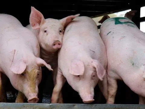 Giá heo hơi hôm nay 27/12/2025: Tiếp tục giảm nhẹ tại một số tỉnh phía Bắc