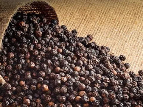 Giá tiêu hôm nay 27/12/2025: Neo ở mức cao