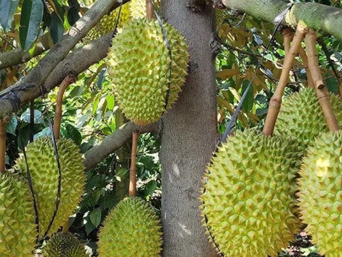 Giá sầu riêng hôm nay 29/12/2025: Ri6 bật tăng trở lại