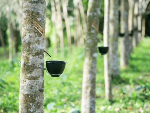 Giá cao su hôm nay 29/12/2025: Đồng loạt đi lên