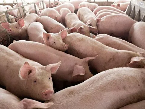 Giá heo hơi hôm nay 29/12/2025: Tiếp đà giảm trong sáng đầu tuần, duy nhất Hưng Yên còn giá 70.000 đồng/kg