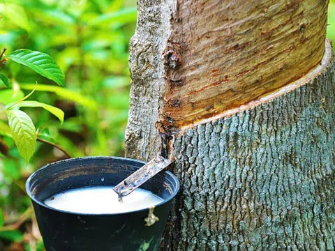 Giá cao su hôm nay 30/12/2025: Nhật Bản lên mức cao nhất gần một tháng