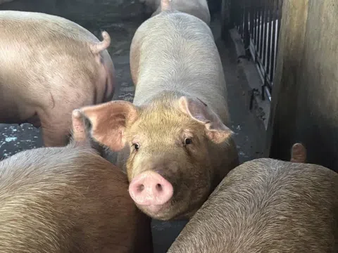 Giá heo hơi hôm nay 30/12/2025: Điều chỉnh trái chiều, mức 70.000 đồng/kg biến mất