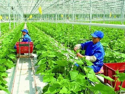 Định hướng phát triển bền vững kinh tế tập thể giai đoạn 2026–2030