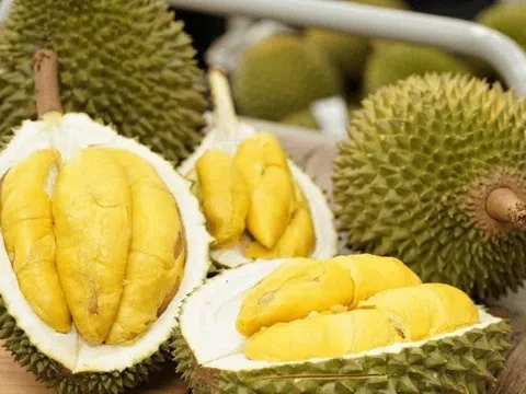 Giá sầu riêng hôm nay 31/12/2025: Sầu riêng Thái quay lại mốc 100.000 đồng/kg