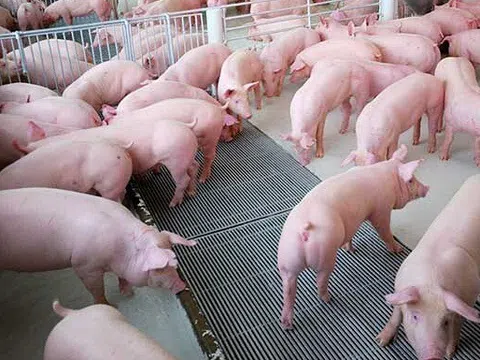 Giá heo hơi hôm nay 1/1/2026: Duy trì mức cao trên cả nước