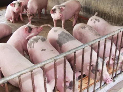 Giá heo hơi hôm nay 2/1/2026: 3 miền duy trì mức đỉnh an toàn sau phiên điều chỉnh nhẹ