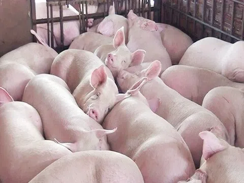 Giá heo hơi hôm nay 4/1/2026: Thị trường đi ngang, giao dịch chậm đầu năm