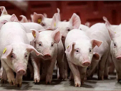 Giá heo hơi hôm nay 6/1/2026: Thị trường bất ngờ đảo chiều, giá heo tại nhều địa phương tăng 1.000 đồng/kg