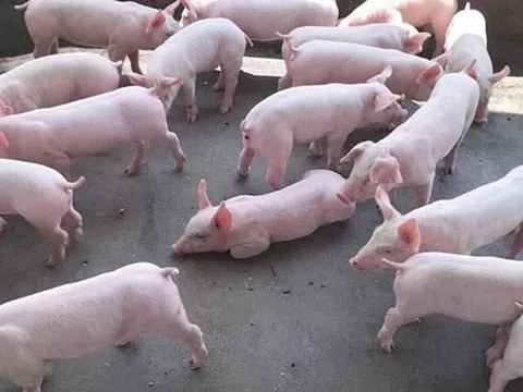 Giá heo hơi hôm nay 14/1/2026: Nhiều địa phương lên mức 76.000 đồng/kg