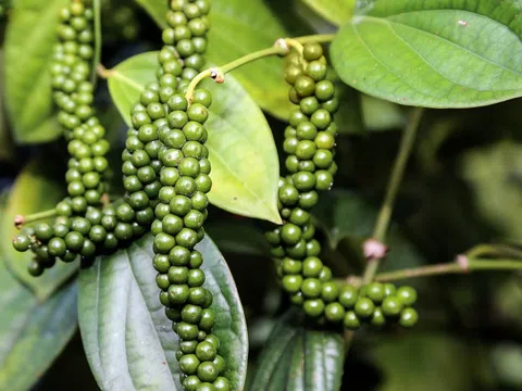 Giá tiêu hôm nay 17/1/2026: Hồ tiêu nội địa rơi mạnh, mất tới 2.500 đồng/kg