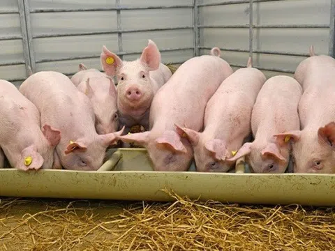 Giá heo hơi hôm nay 17/1/2026: Biến động trái chiều giữa các miền