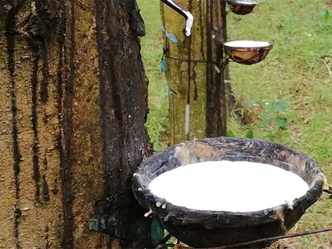 Giá cao su hôm nay 17/1/2026: Biến động trái chiều trên các sàn châu Á