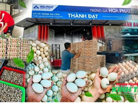 Cơ sở trứng gia cầm Thành Đạt: Nguồn cung cấp trứng tươi sạch ổn định