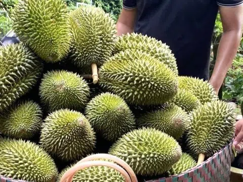 Giá sầu riêng hôm nay 18/1/2026: Việt Nam áp sát vị trí dẫn đầu tại Trung Quốc