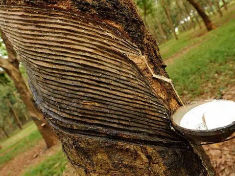 Giá cao su hôm nay 20/1/2026: Nhật Bản giảm ba phiên liên tiếp do hoạt động chốt lời