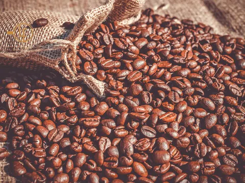 Giá cà phê hôm nay 20/1/2026: Duy trì ổn định ở mức 99.000 đồng/kg