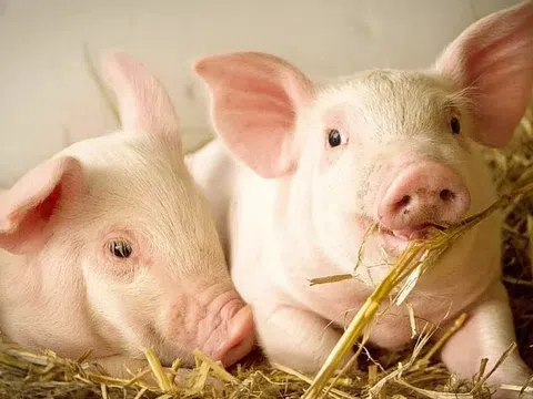 Giá heo hơi hôm nay 20/1/2026: Duy trì đà tăng tại cả ba miền, mức 76.000 đồng/kg trở lại thị trường