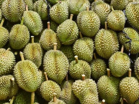 Giá sầu riêng hôm nay 22/1/2026: Thị trường biến động