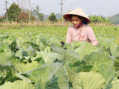 Vùng lũ Tuyên Quang từng bước phục hồi sản xuất theo hướng bền vững