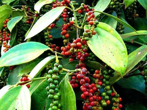 Giá tiêu hôm nay 23/1/2026: Bật tăng trở lại, dự báo tiếp tục leo cao