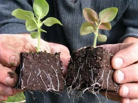 Siết chặt nhập khẩu cây mang theo bầu đất và quản lý mã số vùng trồng