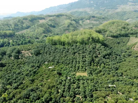 Chính thức chốt hạn ngạch phát thải khí nhà kính thí điểm năm 2026 ở mức hơn 268 triệu tấn CO2