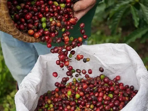 Ngày 24/2/2026, giá cà phê giảm mạnh, hồ tiêu tăng chạm 152.000 đồng/kg