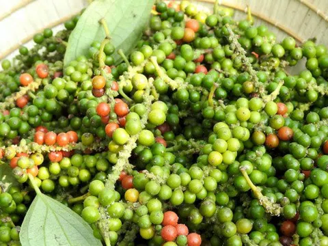 Giá tiêu hôm nay 4/3/2026: Giảm mạnh 2.000 – 2.500 đồng/kg