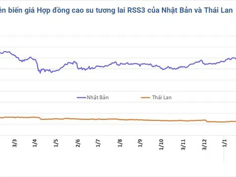 Giá cao su hôm nay 5/3/2026: Thị trường phân hóa do tác động dầu thô và cước vận tải