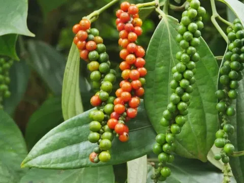 Giá tiêu hôm nay 6/3/2026: Tăng mạnh trở lại, cao nhất 146.000 đồng/kg