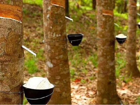 Giá cao su hôm nay 8/3/2026: Kết thúc tuần giao dịch phục hồi nhẹ