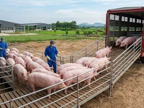 Giá heo hơi hôm nay 8/3/2026: Thị trường lặng sóng, miền Nam giữ mức cao nhất 69.000 đồng/kg