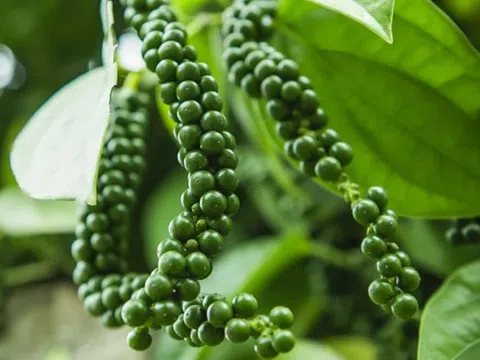 Giá tiêu hôm nay 9/3/2026: Duy trì đà tăng ở các địa phương