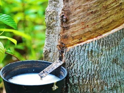 Giá cao su hôm nay 9/3/2026: Giằng co trong biên độ hẹp