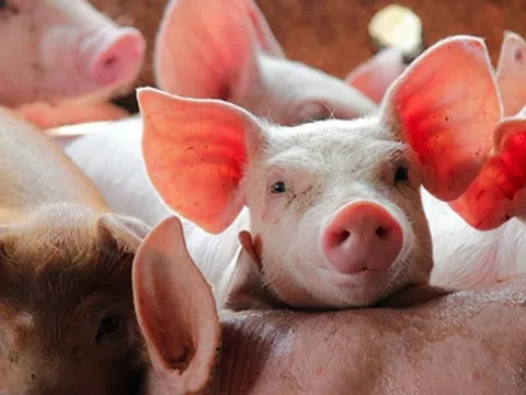 Giá heo hơi hôm nay 9/3/2026: Thị trường cả nước vẫn đang đà giảm, miền Nam tiếp tục dẫn đầu