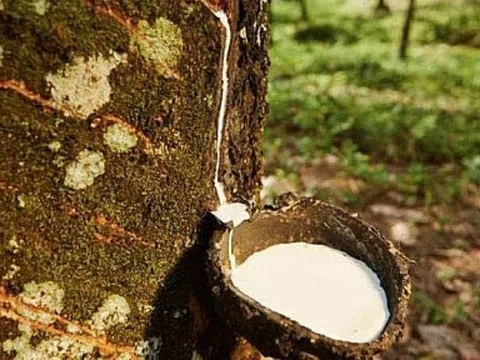 Giá cao su hôm nay 10/3/2026: Trung Quốc lập đỉnh 9 tháng do giá dầu thô leo thang