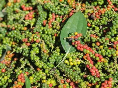 Giá tiêu hôm nay 11/3/2026: Duy trì ổn định