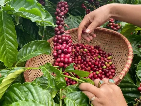 Giá cà phê hôm nay 11/3/2026: Cà phê tăng trên thị trường thế giới